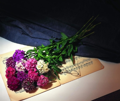 Picture of Sweet William - Bodestolz F1